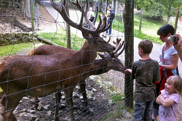 Bergwildpark Steinwasenpark mit Sommerrodelbahn und Streichelzoo